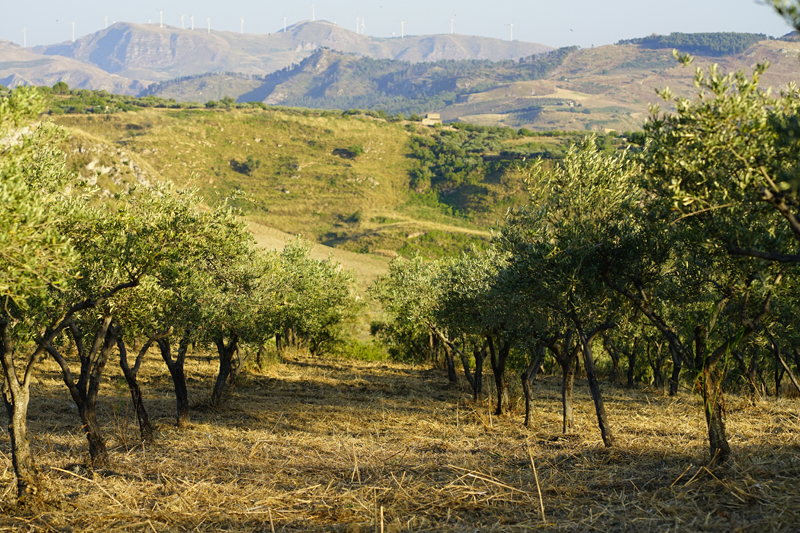 Rangées d'oliviers face aux collines d'Alessandria della Rocca, Sicile