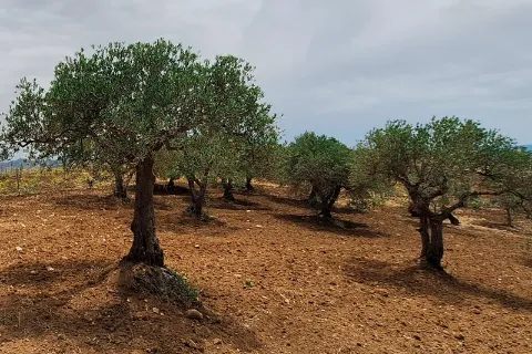 Vieux oliviers sur la terre fraîchement travaillée de notre oliveraie