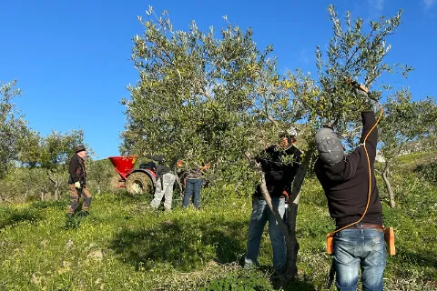 Taille des oliviers en famille dans notre oliveraie sicilienne