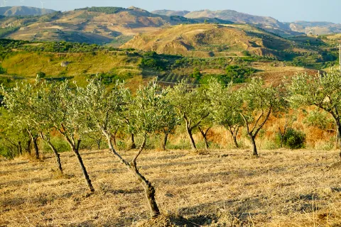 Jeunes oliviers au soleil du soir sur les collines de l'Agrigentin