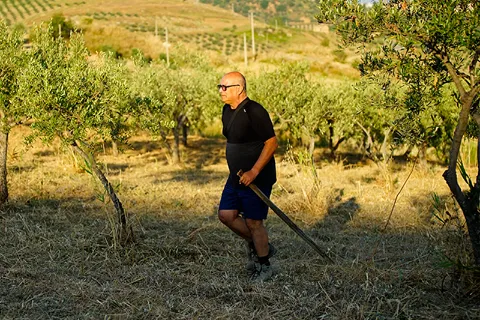 Dans notre oliveraie familiale, à la lumière du soir