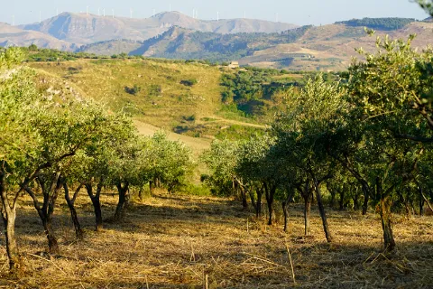 Rangées d'oliviers face aux collines d'Alessandria della Rocca